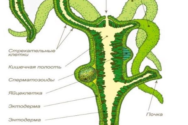 Кракен орг