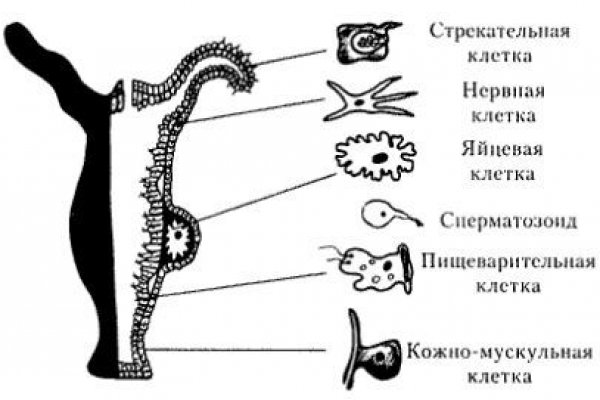 Ссылка кракен даркнет маркет