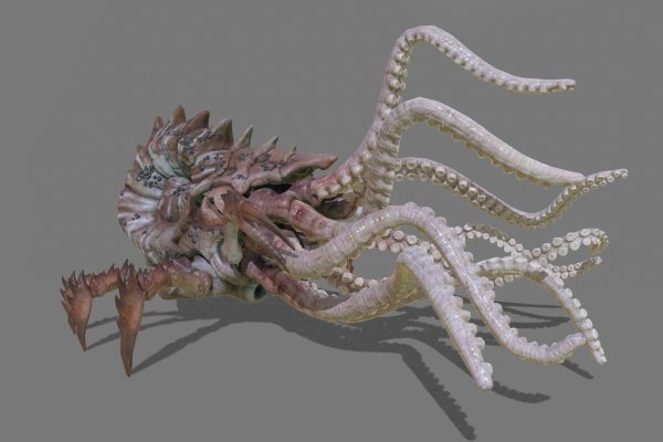 Hydra kraken