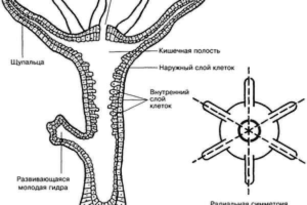 Кракен 24